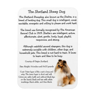 Ímã Sheltie Magnet