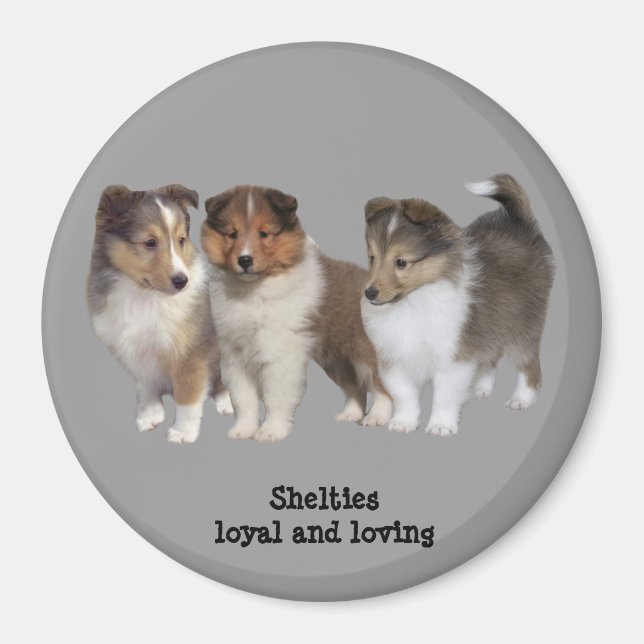 Imã Sheltie Magnet (Frente)
