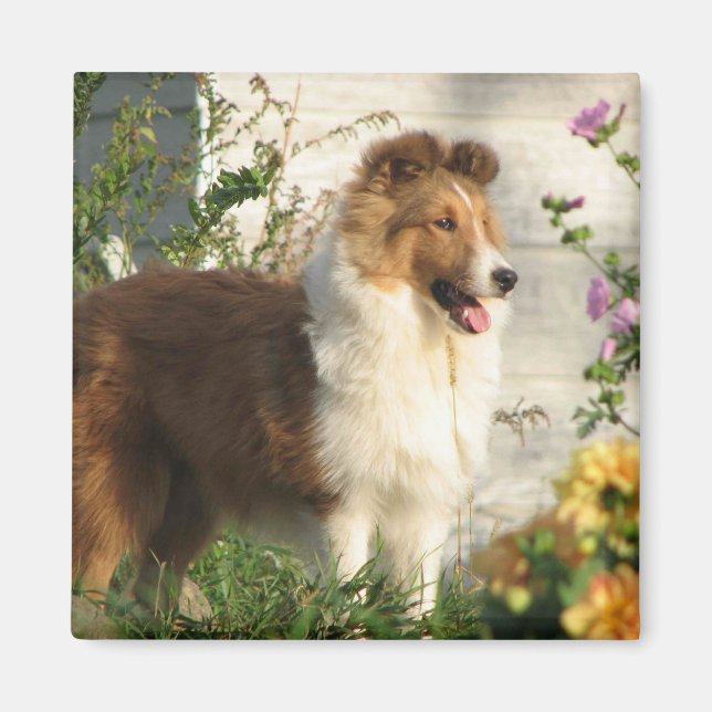Imã Sheltie no ímã de flores (Frente)