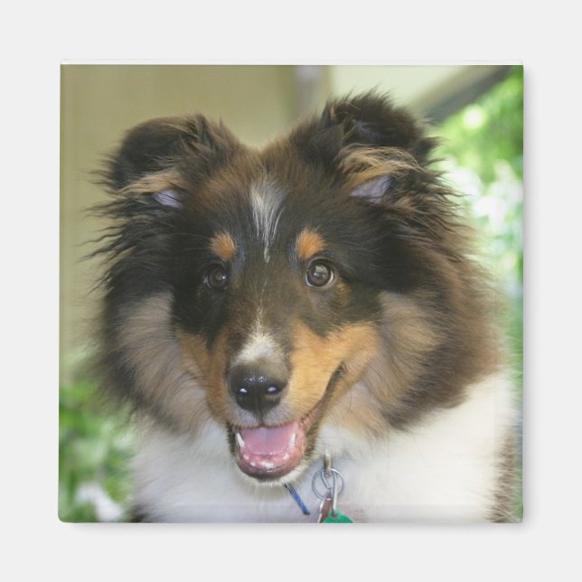 Imã Sheltie Square Magnet (Frente)