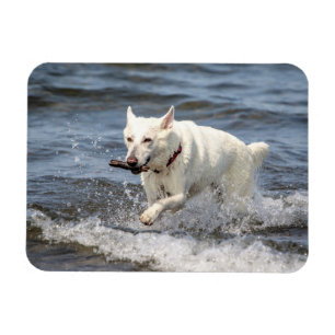 Ímã Shepard alemão branco no lago George