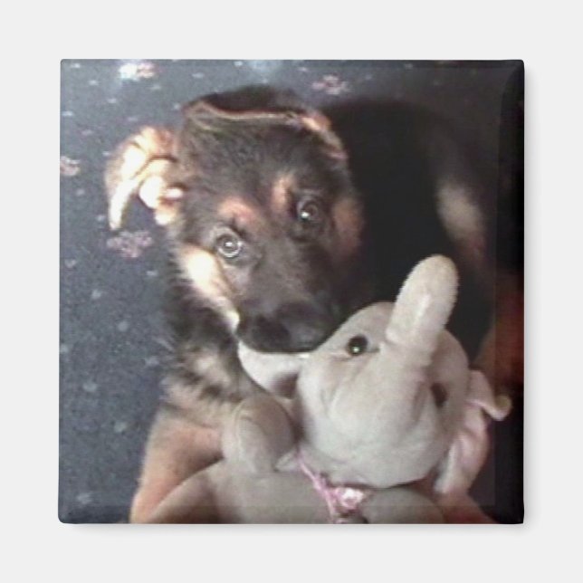 Imã Shephard Puppy Magnet (Frente)