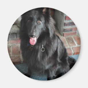 Imã Shepherd belga também conhecido como "O Lobo Negro