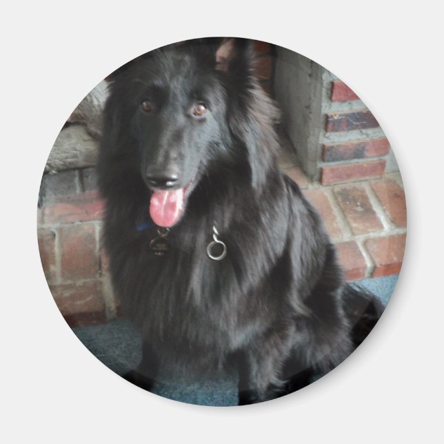 Imã Shepherd belga também conhecido como "O Lobo Negro (Frente)