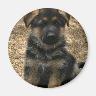 Imã Shepherd Puppy Magnet
