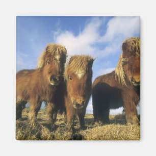 Imã Shetland Pony, ilhas Shetland do continente,