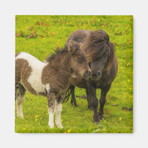 Imã Shetland Pony Madre e Filhotes