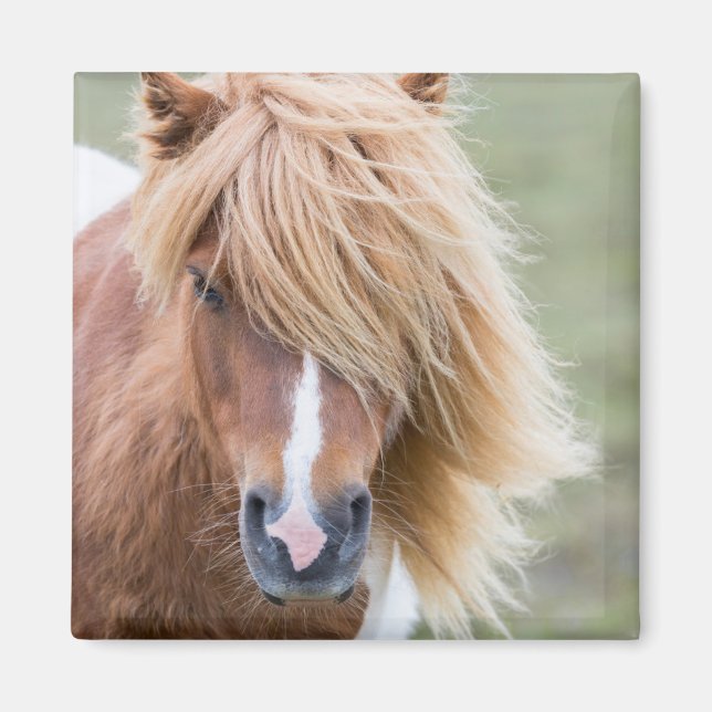 Imã Shetland Pony na ilha de Unst (Frente)