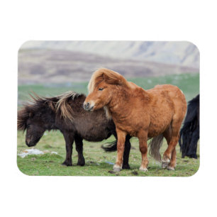 Ímã Shetland Pony, Shetland Islands, Escócia 2