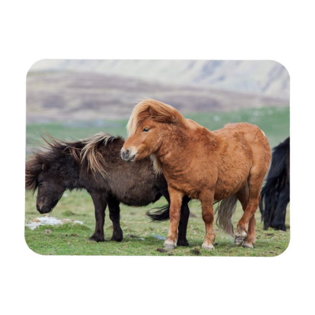 Ímã Shetland Pony, Shetland Islands, Escócia 2 (Horizontal)