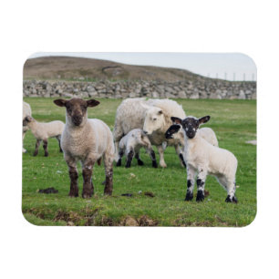 Ímã Shetland Sheep
