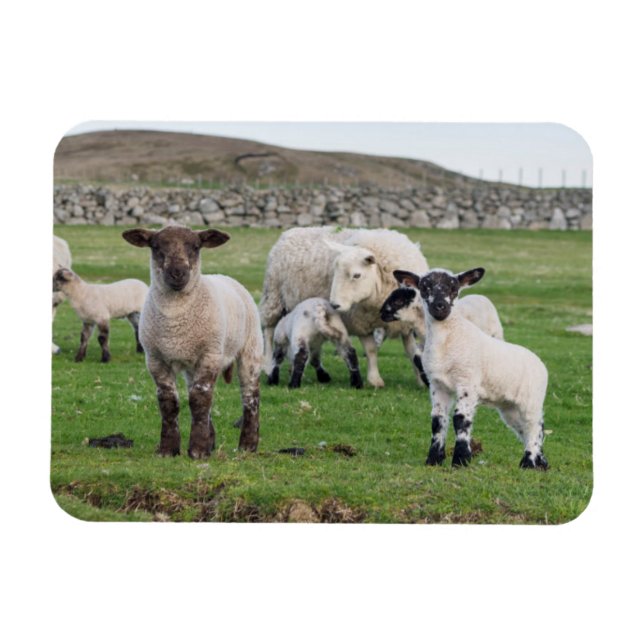 Ímã Shetland Sheep (Horizontal)