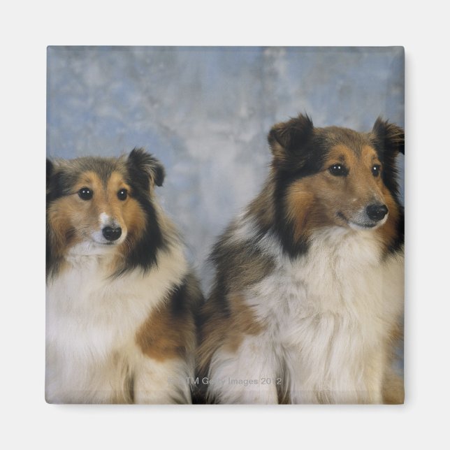 Imã Shetland Sheepdog (Frente)