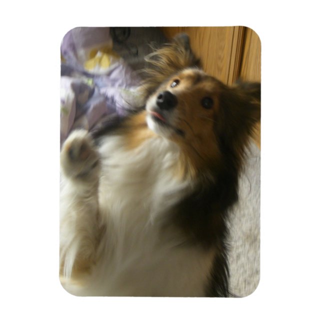 Ímã Shetland Sheepdog Pedindo (Vertical)