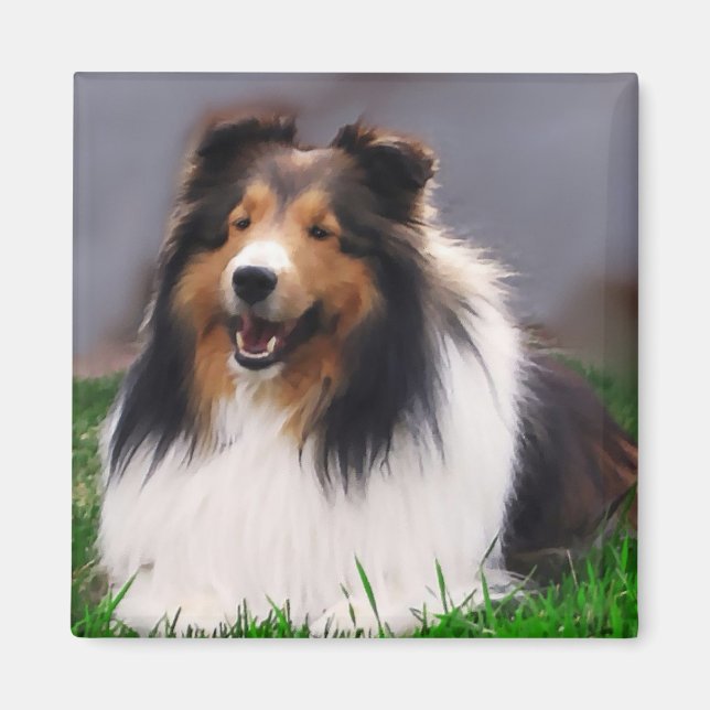 Imã Shetland Sheepdog Sheltie Gifs (Frente)