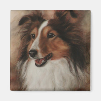 Imã Shetland Sheepdog Sheltie sorrindo