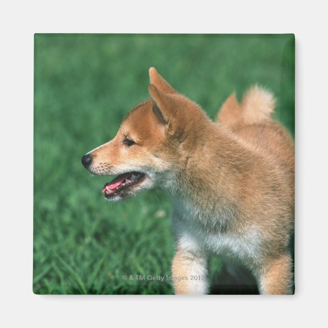 Imã Shiba do Midget Japonês (Frente)