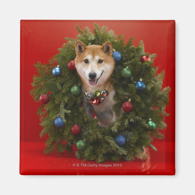 Imã Shiba Inu cão sentado na coroa de Natal (Frente)