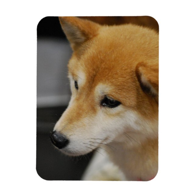 Ímã Shiba Inu - Magneta flexível (Vertical)