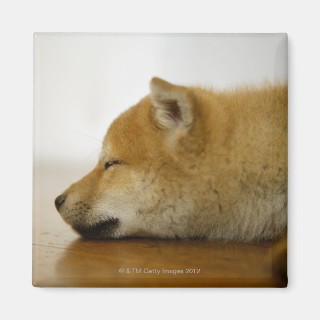 Imã Shiba-ken de dormir 3 (Frente)