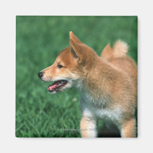 Imã Shiba minúsculo japonês