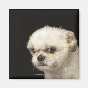 Imã Shih branco irritado Tzu com olhos marrons