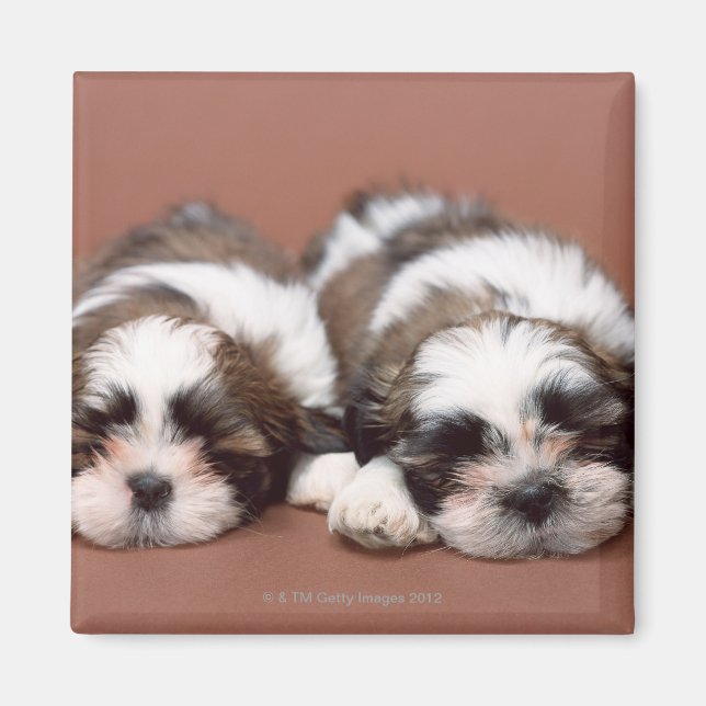 Imã Shih Tzu (Frente)