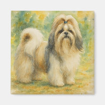Shih Tzu