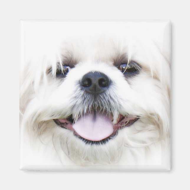 Imã shih tzu (Frente)