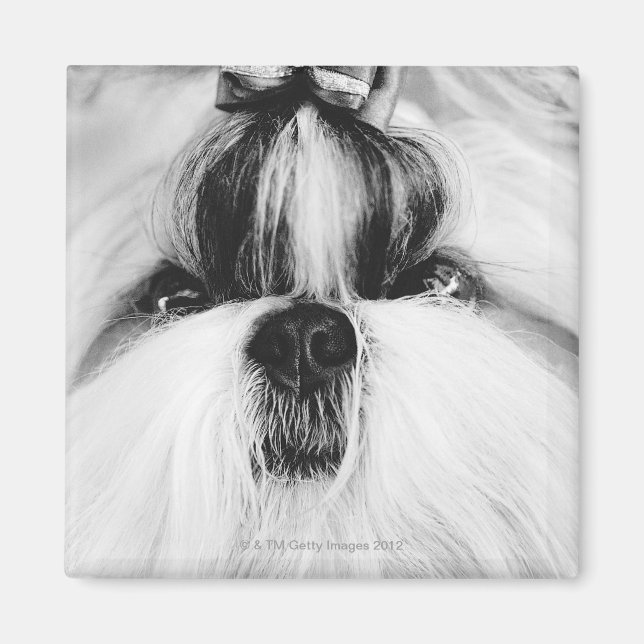 Imã Shih Tzu (Frente)