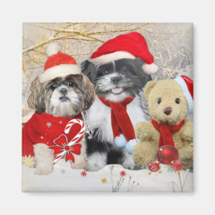 Imã Shih Tzu & cartão do Xmas do urso de ursinho
