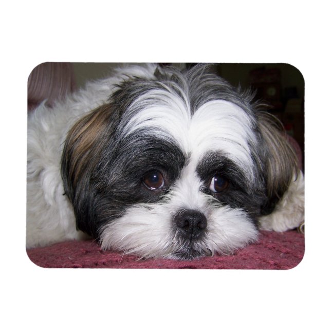 Ímã Shih Tzu Dog (Horizontal)
