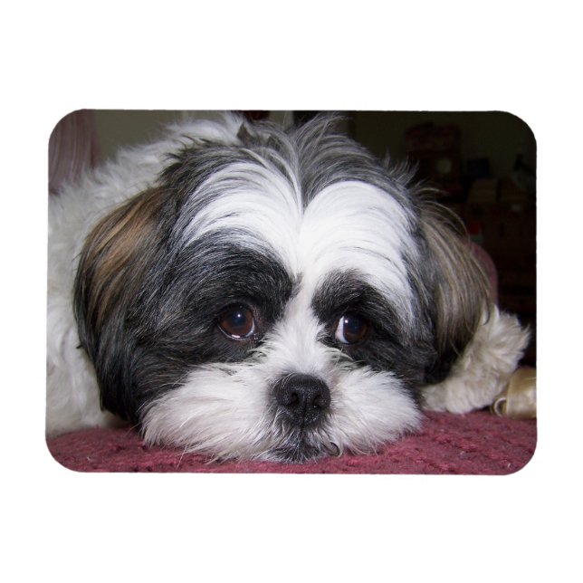 Ímã Shih Tzu Dog (Horizontal)