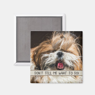 Imã Shih tzu lingua engraçada Não me diga o que faze
