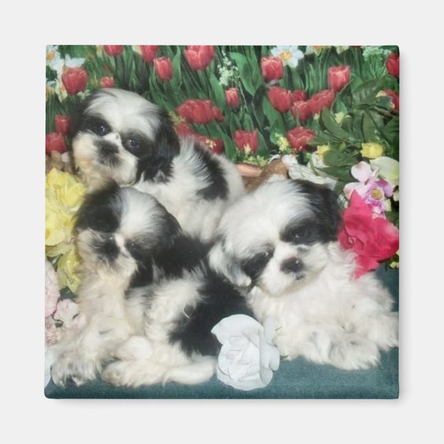 Imã Shih Tzu Magnet (Frente)