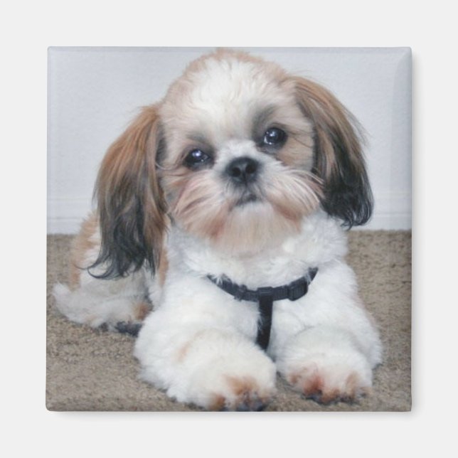 Imã Shih Tzu Magnet (Frente)
