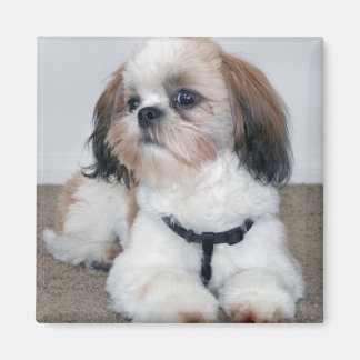 Imã Shih Tzu Magnet