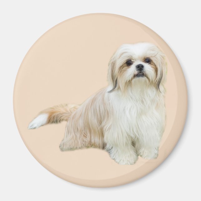 Imã Shih Tzu Magnet (Frente)