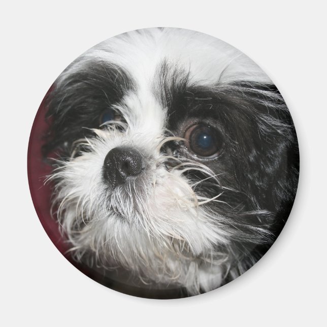 Imã Shih Tzu Magnet (Frente)