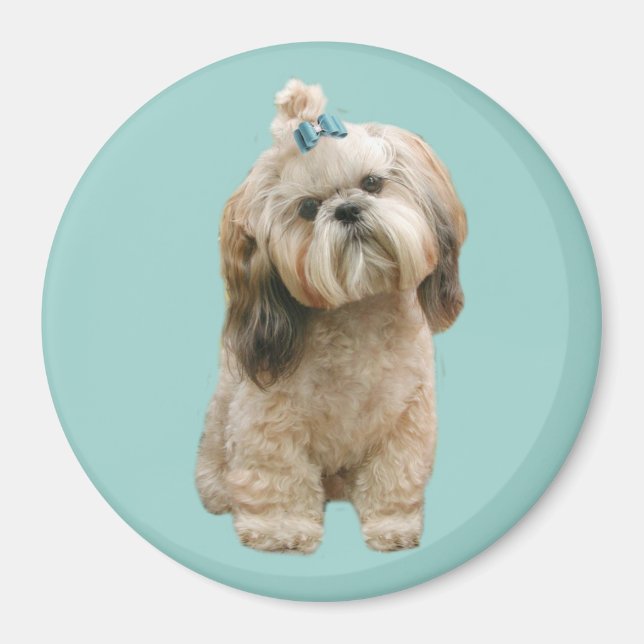 Imã Shih Tzu Magnet (Frente)