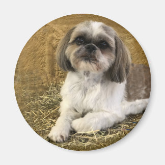 Imã Shih Tzu Magnet 2