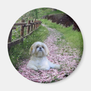 Imã Shih Tzu Magnet Flores Roxas