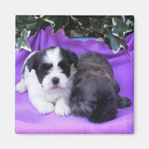 Imã Shih Tzu Puppies Magnet