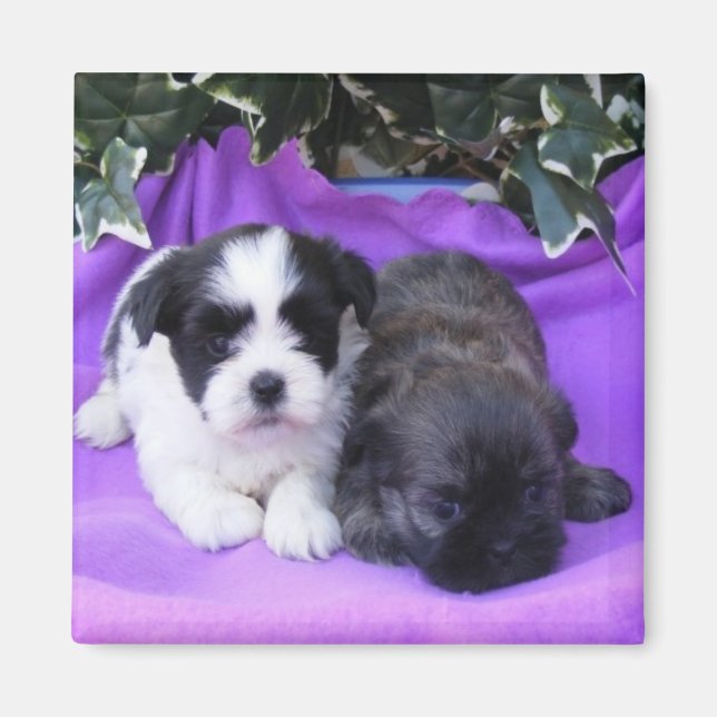 Imã Shih Tzu Puppies Magnet (Frente)