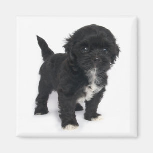 Imã Shih Tzu Puppy Dog Black E White Shihtzu