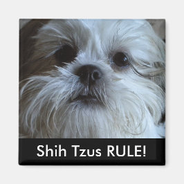 Imã Shih Tzus RULE Refrigerator Magnet