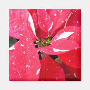 Imã Shimmer Star Surprise Poinsettia Foliday Floral