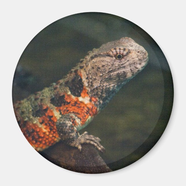 Imã Shinisaurus crocodilurus (Frente)