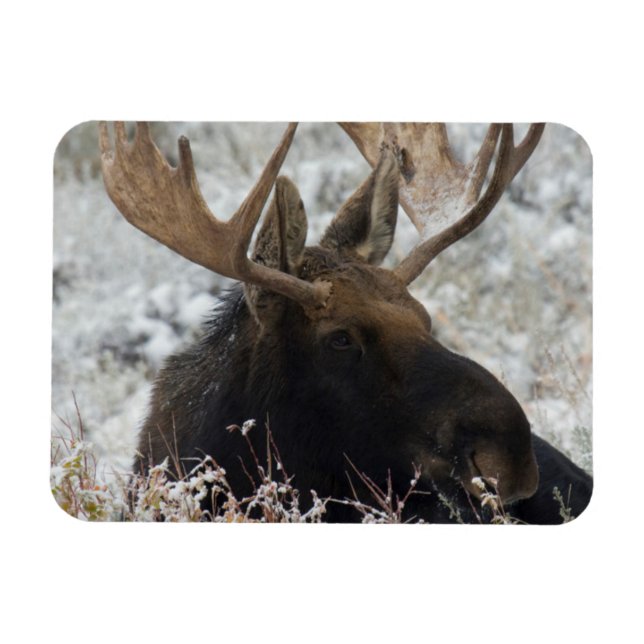 Ímã Shiras Bull Moose (Horizontal)