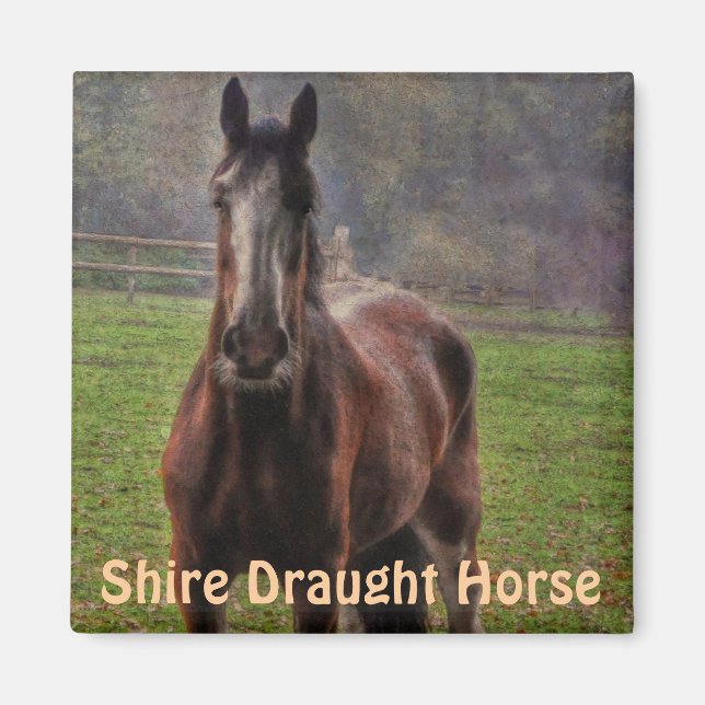 Imã Shire Draft Horse, Hampshire, Inglaterra (Frente)